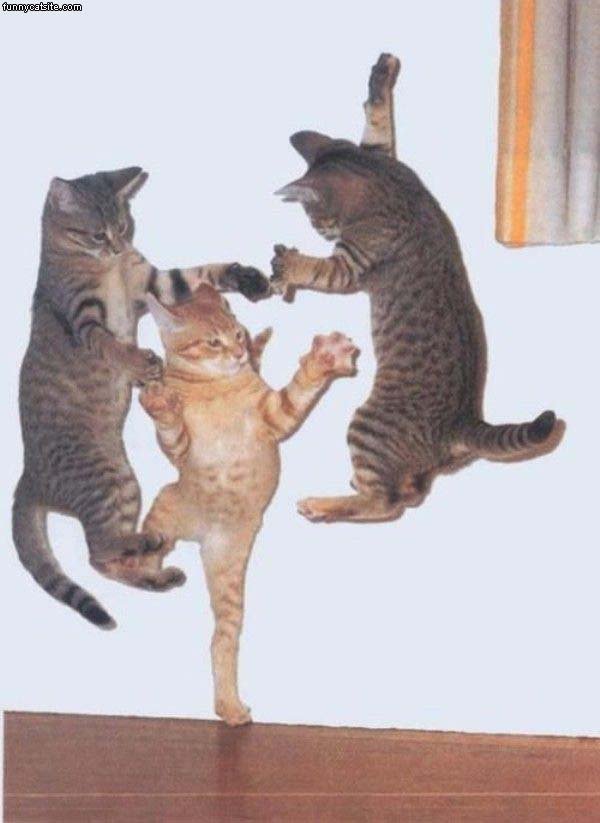 Incredible_Dancing_Cats