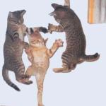 Incredible_Dancing_Cats
