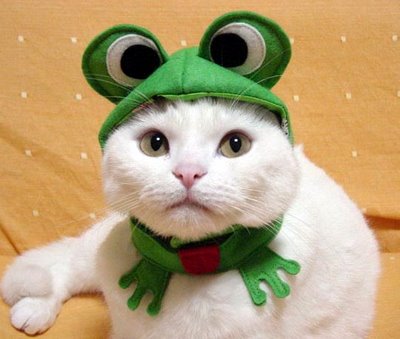 catfrogneighbor