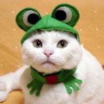 catfrogneighbor