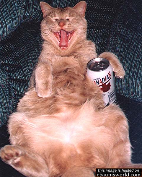 drunkcat