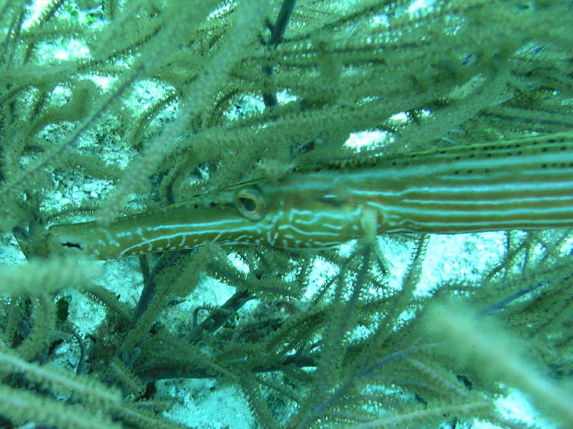 coztrumpetfish.jpg