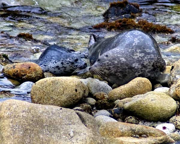 seal-pups-4-11_020_edited-1