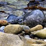 seal-pups-4-11_020_edited-1