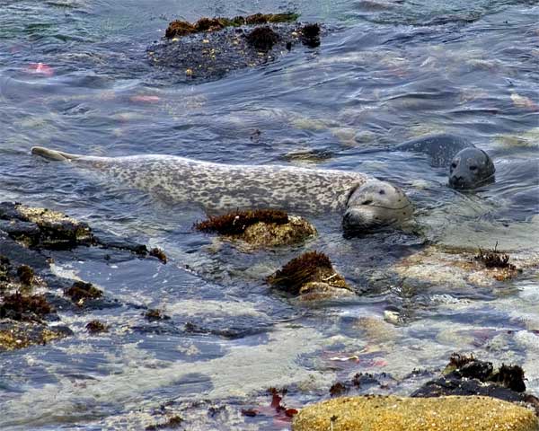 seal-pups-4-11_055_edited-1