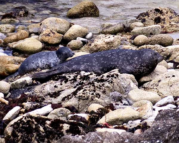 Seal-pups-4-11_166_edited-1