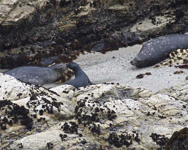 Seal-pups-4-11_190_edited-1