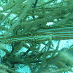 coztrumpetfish.jpg