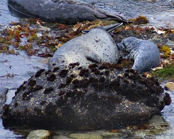 seal-pups-4-11_005_edited-1