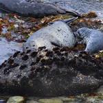 seal-pups-4-11_005_edited-1