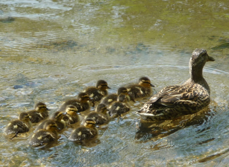 baby ducks 004-rs