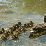 baby ducks 004-rs