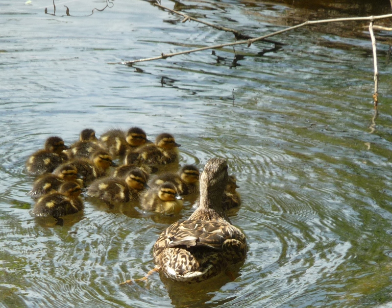 baby ducks 005-rs