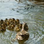 baby ducks 005-rs