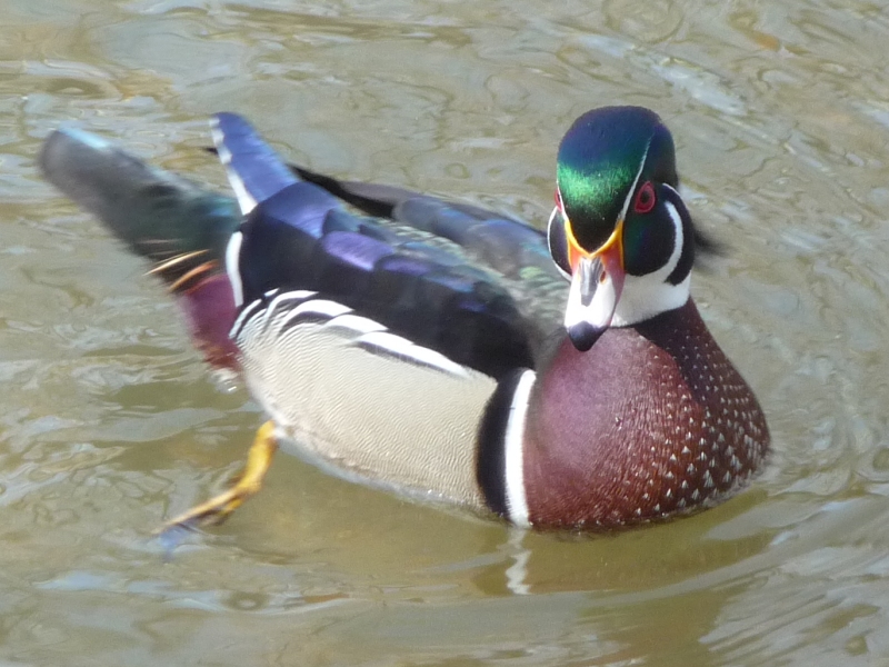 wood duck 3-17-11 013-rs