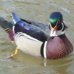 wood duck 3-17-11 013-rs