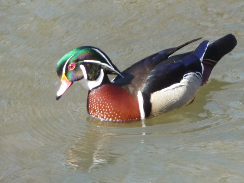 wood duck 3-17-11 020-rs