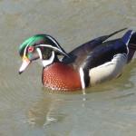 wood duck 3-17-11 020-rs