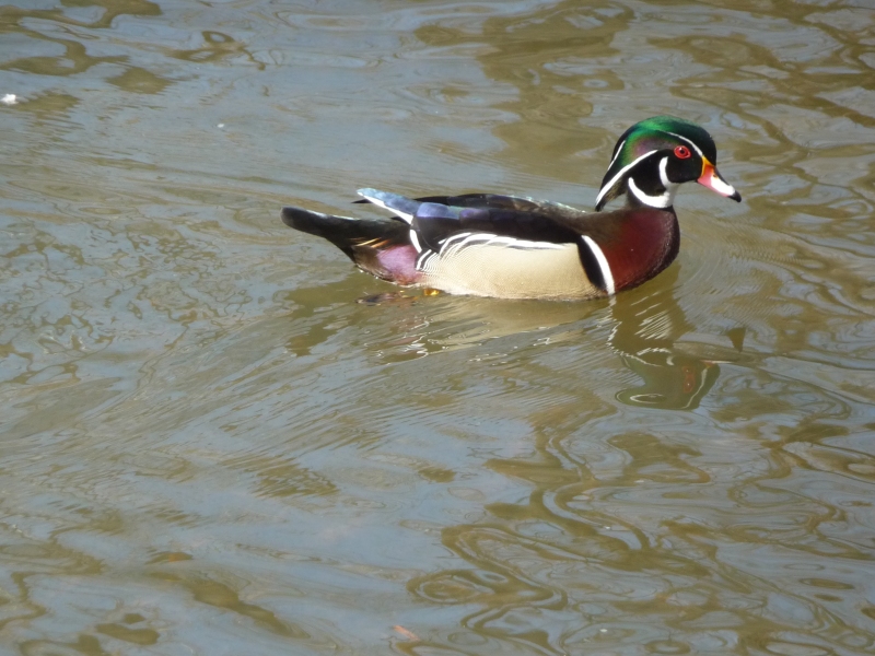 wood duck 3-17-11 023-rs