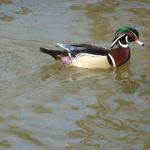 wood duck 3-17-11 023-rs