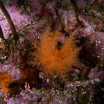 Monterey-Carmel_08-26-11_11