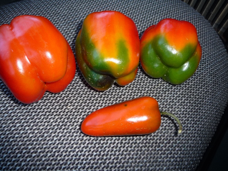 peppers003-rs