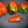 peppers003-rs