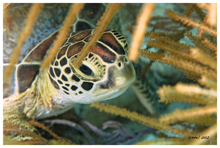 Turtle Closeup 2012