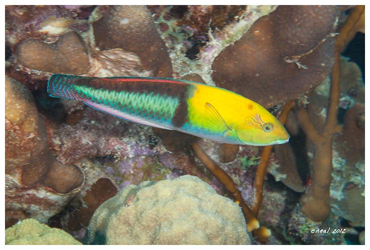 Yellowhead Wrasse