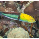 Yellowhead Wrasse