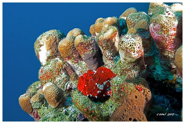 Red Frogfish 2012