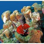 Red Frogfish 2012