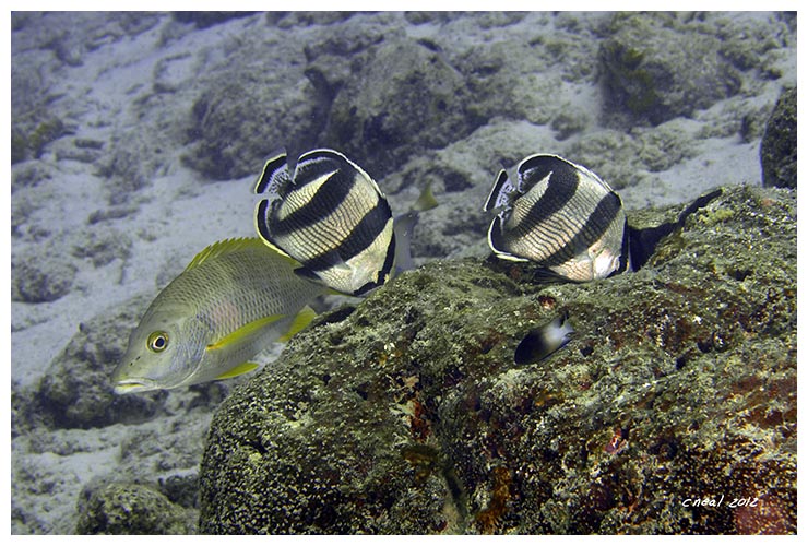 Banded Butterfy Hunting