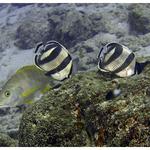 Banded Butterfy Hunting