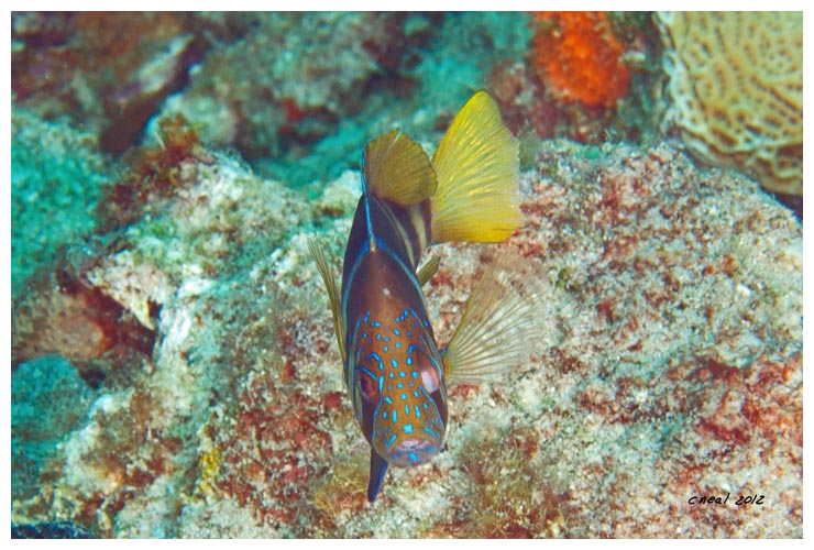 Barred Hamlet