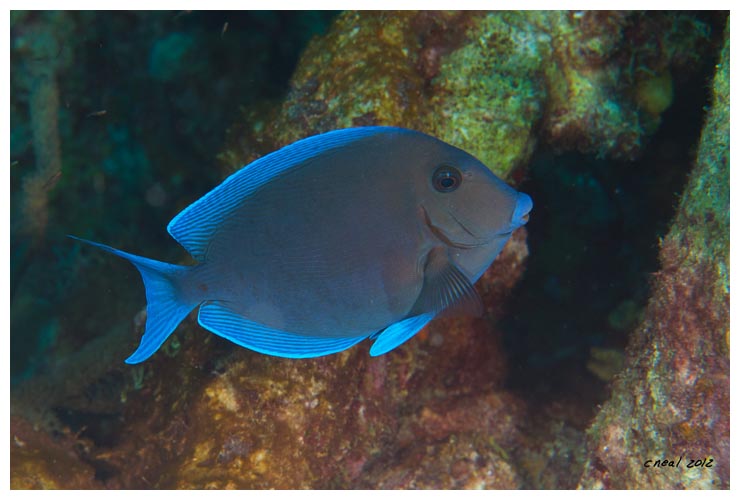 Ocean Surgeonfish 2012