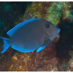 Ocean Surgeonfish 2012