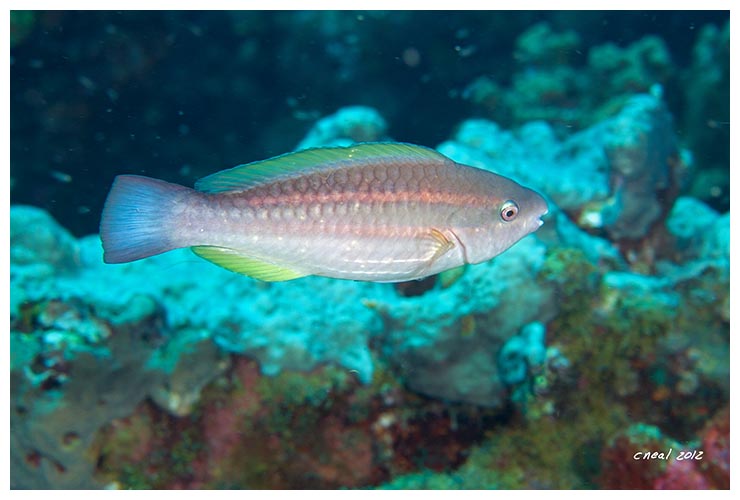 Princess Parrotfish IP