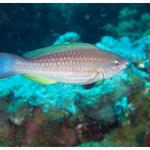 Princess Parrotfish IP
