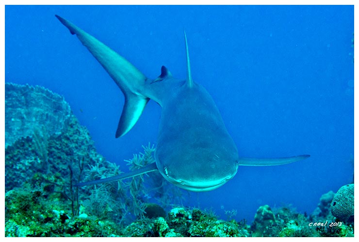 Reef Shark