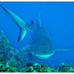 Reef Shark