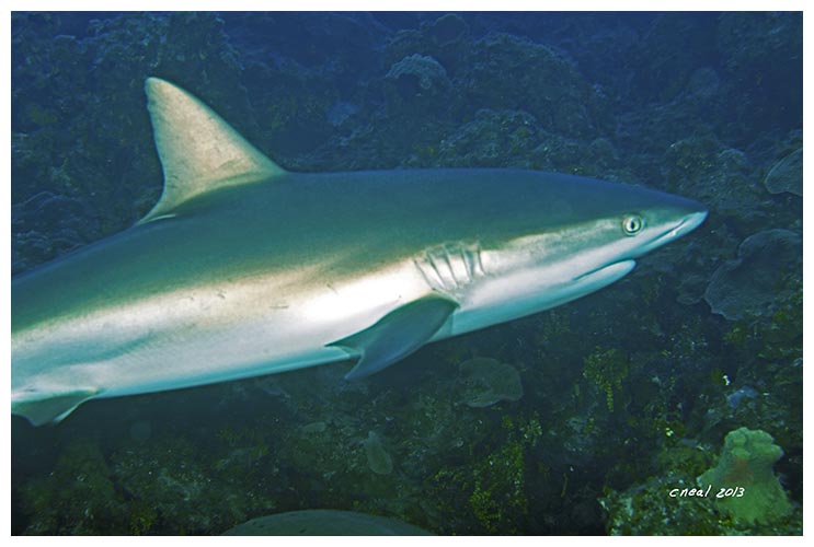 Reef Shark Closeup