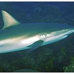 Reef Shark Closeup