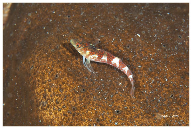 Saddled Blenny