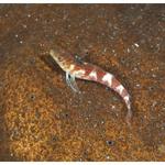 Saddled Blenny