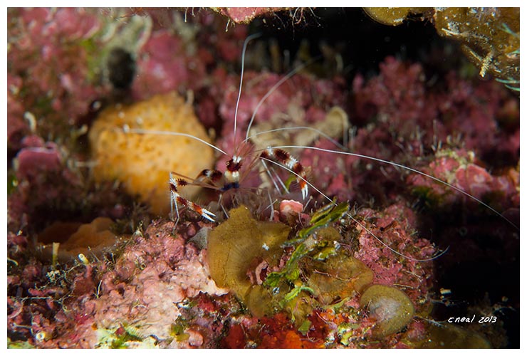 Banded Shrimp