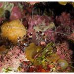 Banded Shrimp