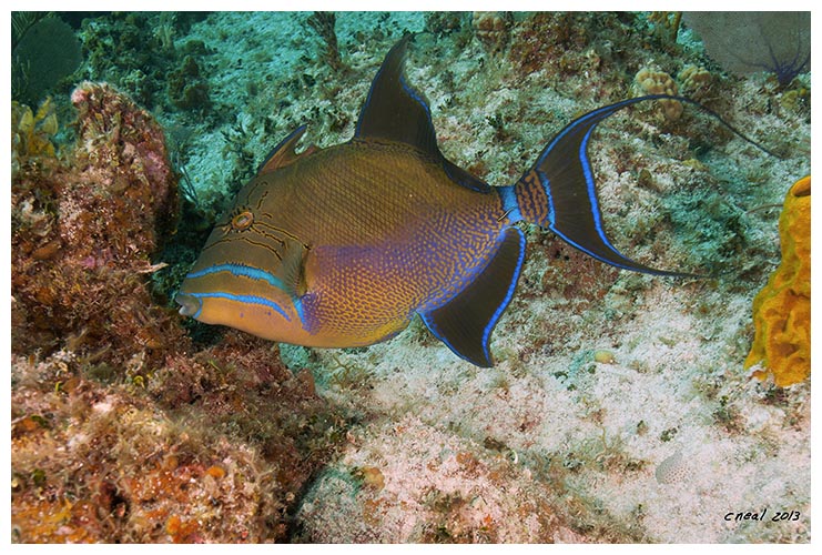 Queen Triggerfish