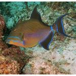 Queen Triggerfish