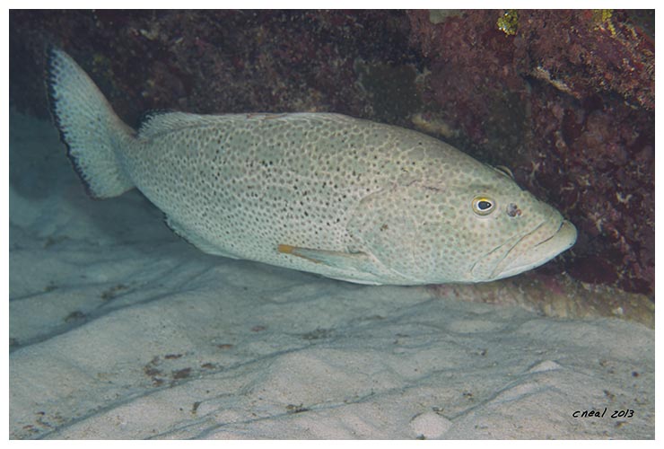 Yellowfin Grouper